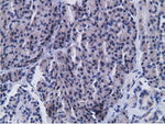 CD80 Antibody in Immunohistochemistry (Paraffin) (IHC (P))