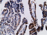 CD80 Antibody in Immunohistochemistry (Paraffin) (IHC (P))