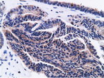 CD80 Antibody in Immunohistochemistry (Paraffin) (IHC (P))
