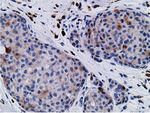 CD80 Antibody in Immunohistochemistry (Paraffin) (IHC (P))