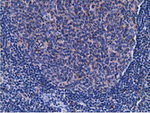 CD80 Antibody in Immunohistochemistry (Paraffin) (IHC (P))
