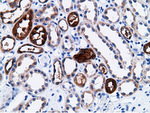 CD80 Antibody in Immunohistochemistry (Paraffin) (IHC (P))
