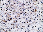 CD80 Antibody in Immunohistochemistry (Paraffin) (IHC (P))