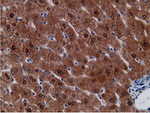 CD80 Antibody in Immunohistochemistry (Paraffin) (IHC (P))