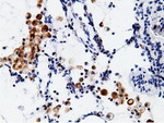 CD80 Antibody in Immunohistochemistry (Paraffin) (IHC (P))