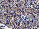 CD80 Antibody in Immunohistochemistry (Paraffin) (IHC (P))