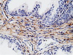 CD80 Antibody in Immunohistochemistry (Paraffin) (IHC (P))