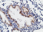 CD80 Antibody in Immunohistochemistry (Paraffin) (IHC (P))