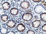 CD80 Antibody in Immunohistochemistry (Paraffin) (IHC (P))