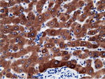 CD80 Antibody in Immunohistochemistry (Paraffin) (IHC (P))