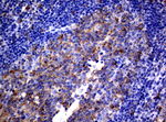 CD80 Antibody in Immunohistochemistry (Paraffin) (IHC (P))