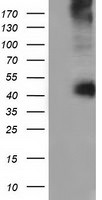 CD80 Antibody in Western Blot (WB)