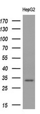 CD80 Antibody in Western Blot (WB)