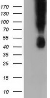 CD80 Antibody in Western Blot (WB)