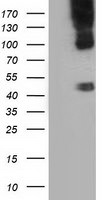 CD80 Antibody in Western Blot (WB)