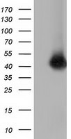 CD80 Antibody in Western Blot (WB)