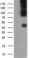 CD80 Antibody in Western Blot (WB)