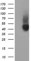 CD80 Antibody in Western Blot (WB)