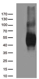 CD80 Antibody in Western Blot (WB)