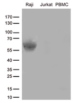 CD80 Antibody in Western Blot (WB)