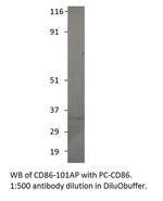 CD86 Polyclonal Antibody