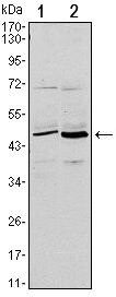 CD86 Monoclonal Antibody (1B3)