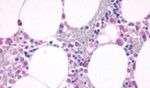 C5AR1 Antibody in Immunohistochemistry (Paraffin) (IHC (P))
