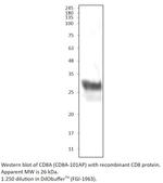 CD8 alpha Antibody in Western Blot (WB)