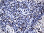 CD8A Antibody in Immunohistochemistry (Paraffin) (IHC (P))