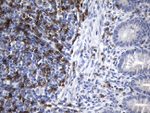 CD8A Antibody in Immunohistochemistry (Paraffin) (IHC (P))