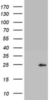 CD8A Antibody in Western Blot (WB)