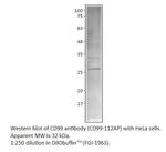 CD99 Polyclonal Antibody