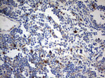 CD99 Antibody in Immunohistochemistry (Paraffin) (IHC (P))