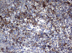 CD99 Antibody in Immunohistochemistry (Paraffin) (IHC (P))