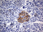 CD99 Antibody in Immunohistochemistry (Paraffin) (IHC (P))