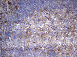 CD99 Antibody in Immunohistochemistry (Paraffin) (IHC (P))