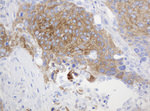 CD99 Antibody in Immunohistochemistry (Paraffin) (IHC (P))
