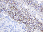 CD99 Antibody in Immunohistochemistry (Paraffin) (IHC (P))