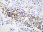 CD99 Antibody in Immunohistochemistry (Paraffin) (IHC (P))