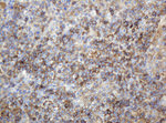 CD99 Antibody in Immunohistochemistry (Paraffin) (IHC (P))
