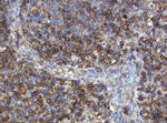 CD99 Antibody in Immunohistochemistry (Paraffin) (IHC (P))