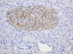 CD99 Antibody in Immunohistochemistry (Paraffin) (IHC (P))