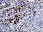 CD99 Antibody in Immunohistochemistry (Paraffin) (IHC (P))