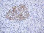 CD99 Antibody in Immunohistochemistry (Paraffin) (IHC (P))