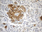CD99 Antibody in Immunohistochemistry (Paraffin) (IHC (P))