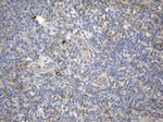 CD99 Antibody in Immunohistochemistry (Paraffin) (IHC (P))