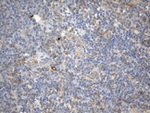 CD99 Antibody in Immunohistochemistry (Paraffin) (IHC (P))