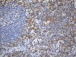 CD99 Antibody in Immunohistochemistry (Paraffin) (IHC (P))