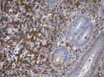 CD99 Antibody in Immunohistochemistry (Paraffin) (IHC (P))