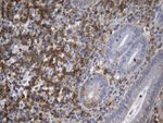 CD99 Antibody in Immunohistochemistry (Paraffin) (IHC (P))